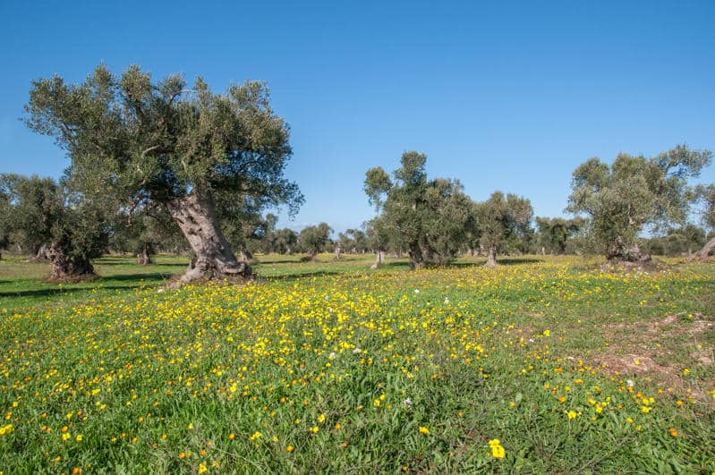 Salento in primavera: ecco cosa ammirare