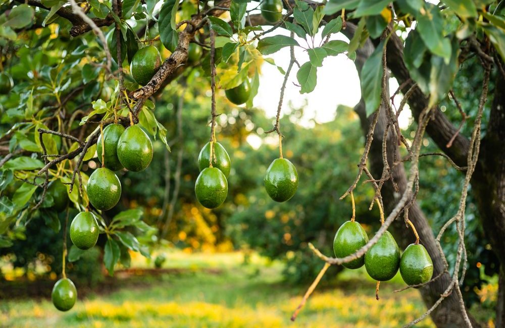 Al via il progetto “Salento Verde”