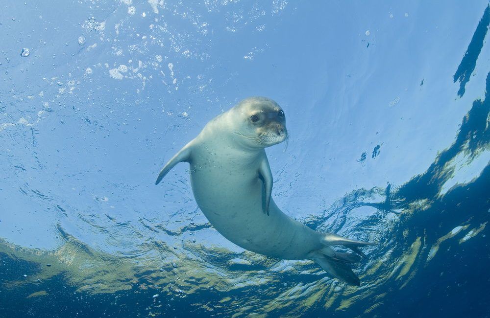 Salento: cavità marine e grotte, habitat ideale per la foca monaca