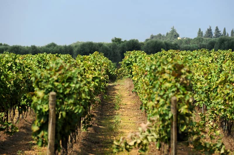 La cultura contadina del Salento: tra masserie, uliveti e vigneti